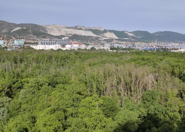 Минприроды требует у новороссийского цемзавода вернуть землю лесу