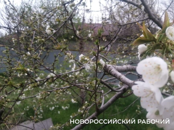 В Новороссийске фермера накажут за полученную по подложным документам субсидию на 4 миллиона рублей