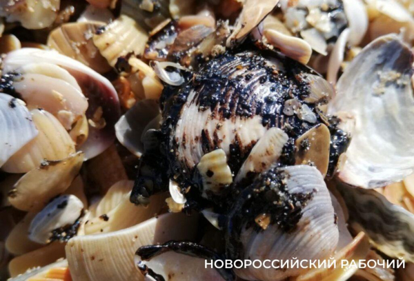 Нужны огромные залежи кварцевого песка для утраченных пляжей Анапы