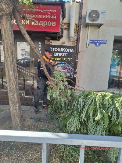 Новороссийские спасатели с утра пилили и убирали поваленные деревья, а к вечеру обезвредили летучую мышь