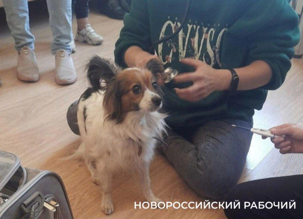 Бездомная собака нашла Шуру, пропавшую из поезда Новороссийск – Екатеринбург