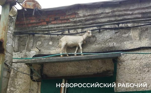 Очередную козу спасли в Новороссийске