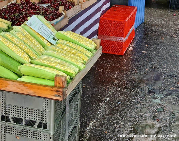 В Новороссийске появилась первая кукуруза