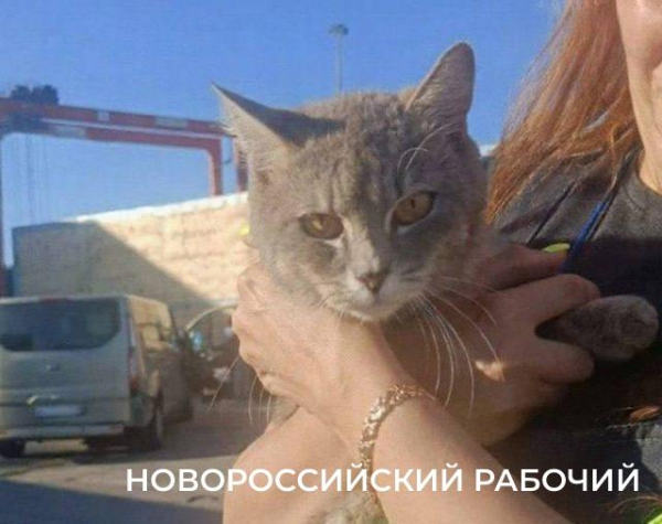 Пример заразителен! Балтийский кот-путешественник пошел по стопам кота-нелегала Бурака из Новороссийска