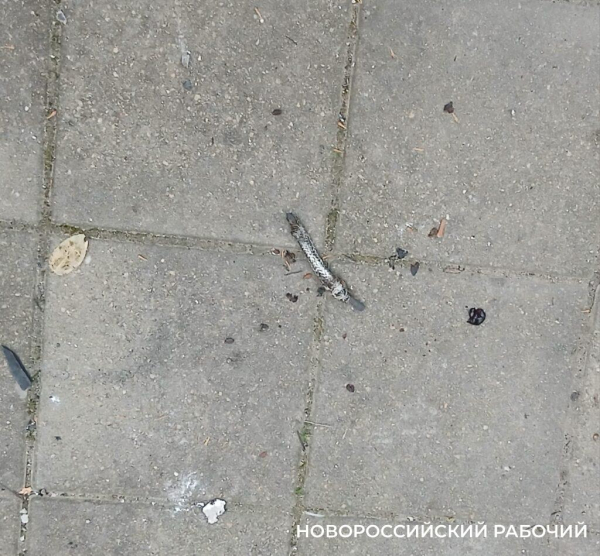 &laquo;Не хочется привыкать к атакам БПЛА&raquo;. В Новороссийске приводят в порядок поврежденные дома