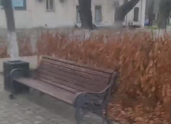 Они все умерли! В Новороссийске от Мысхако до Восточного района погибли все кустарники