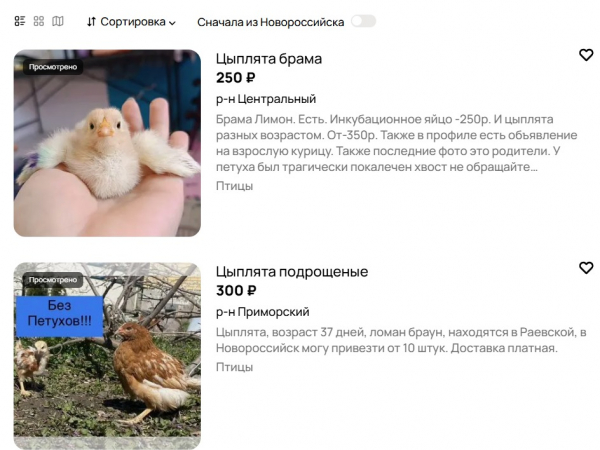 В Новороссийске продают покорных и породистых цыпочек