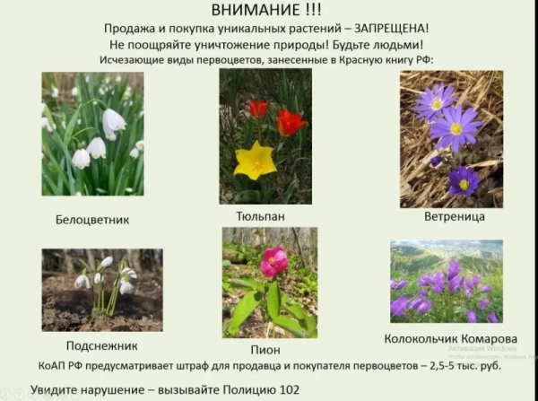  Первоцветы под охраной: сбор и продажа запрещены 
