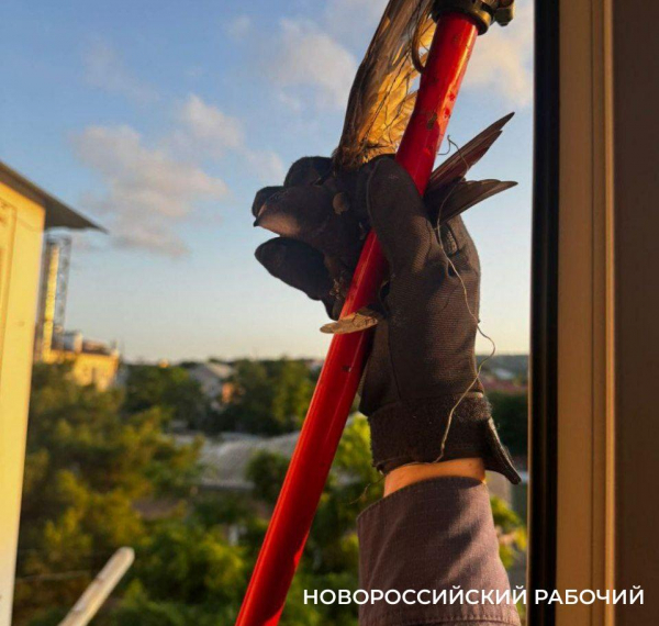 В Новороссийске из-под крыши дома вызволили запутавшуюся птицу