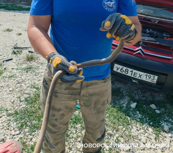Змеи Новороссийска людям скучать не дают