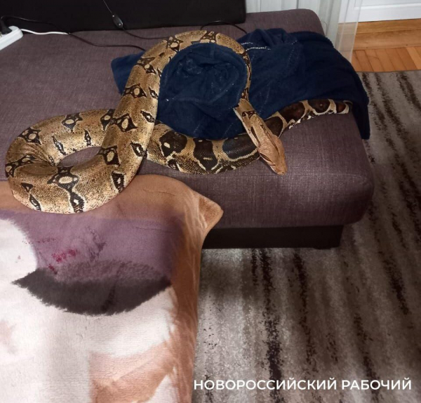 В Новороссийске спасли женщину из опасных объятий ручного удава