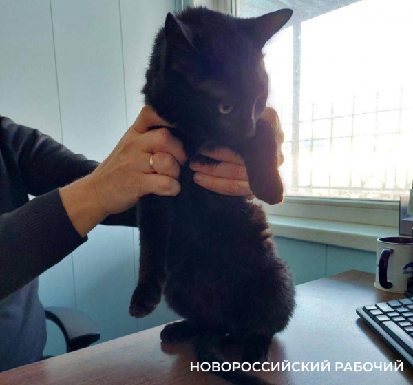 В Новороссийске кот-нелегал из Турции снова ищет хозяев