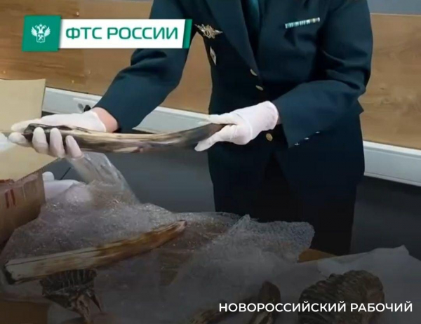 Житель Новороссийска хотел отправить в ОАЭ бивень мамонта под видом сувениров
