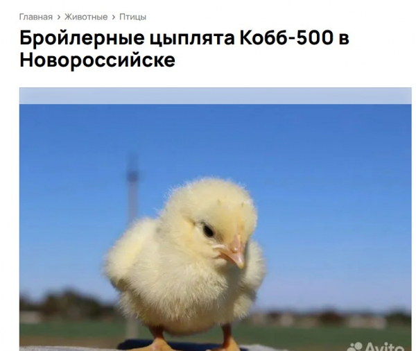 В Новороссийске продают покорных и породистых цыпочек