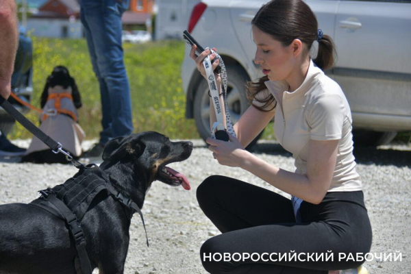 В Новороссийске героиней забега стала собачка на трех лапках