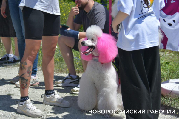 В Новороссийске героиней забега стала собачка на трех лапках