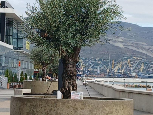 В Новороссийске воспели оливковую аллею +видео