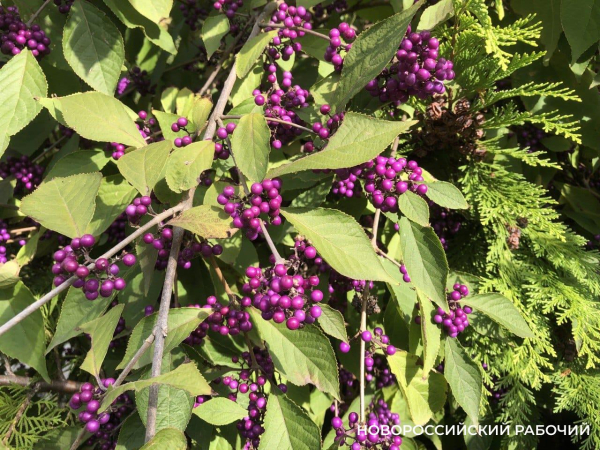 Советы дня на 30 октября: об отмене смертной казни, тренерах и Российском военно-морском флоте