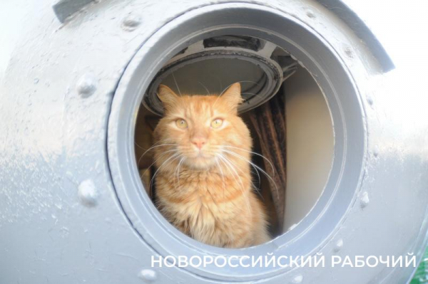 Советы дня на 29 июля: о литераторах Новороссийска, спиртоносном дереве и поворачивании налево