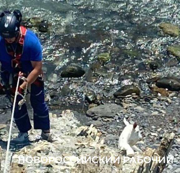 Очередную козу спасли в Новороссийске