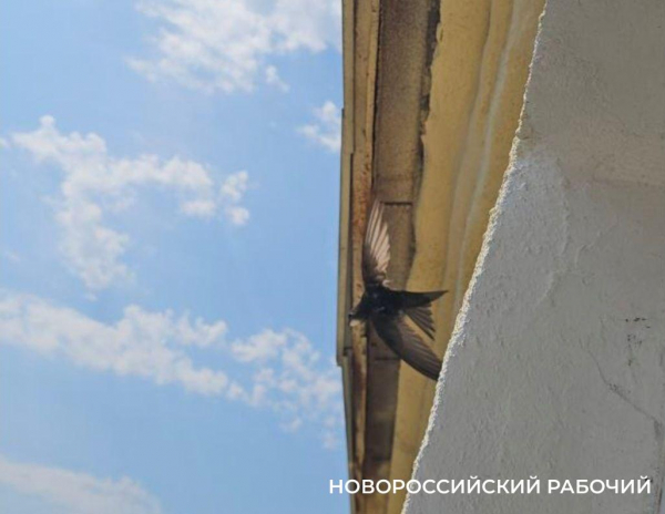 В Новороссийске из-под крыши дома вызволили запутавшуюся птицу