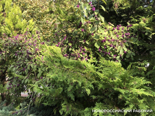 Советы дня на 2 ноября: о рубиновых звёздах, балете и мутных глазах Советы дня на 2 ноября: о рубиновых звёздах, балете и мутных глазах