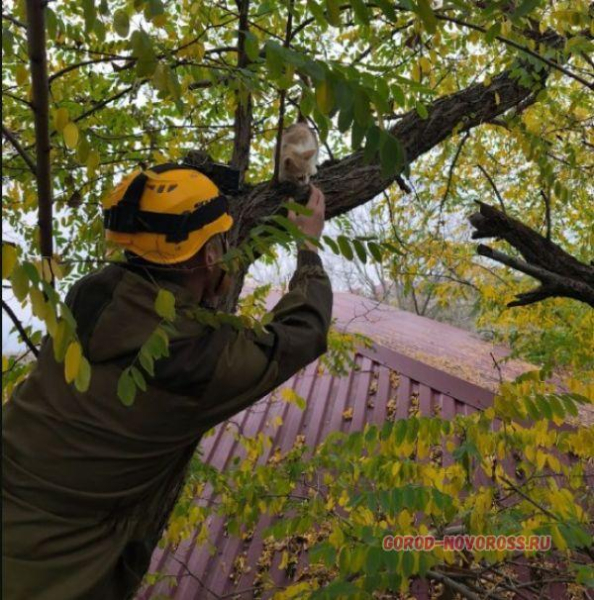 Понедельник для новороссийских спасателей начался с добрых дел Понедельник для новороссийских спасателей начался с добрых дел